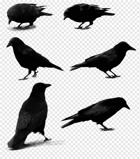 Common raven graphy, raven, animals, fauna, silhouette png | PNGWing