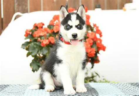 Siberian Husky Puppies for Sale | Lancaster Puppies