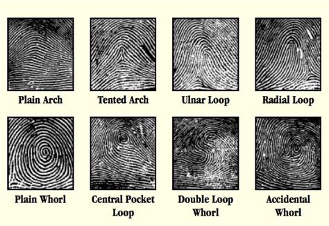Diagram Of Fingerprint