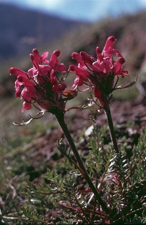 Flower Gallery :: Scrophulariaceae :: 201_23