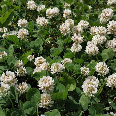 Bulk White Dutch Clover Seeds Trifolium Repens