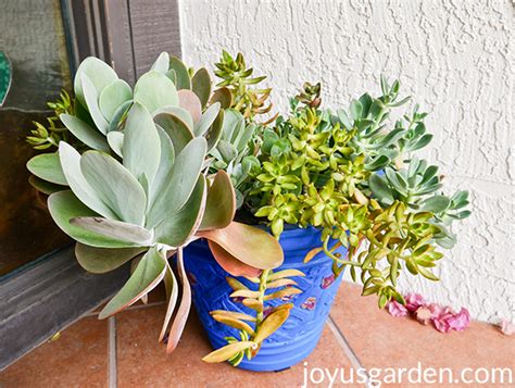 How to Plant Paddle Plant Cuttings (Flapjacks Kalanchoe) | Joy Us Garden