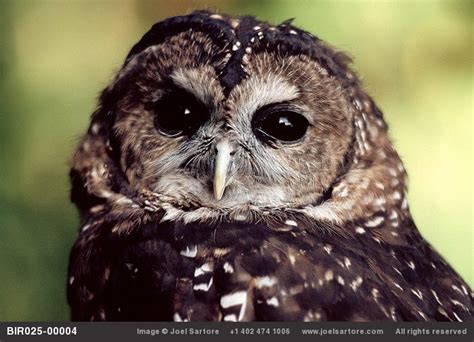 The endangered Northern spotted owl is controversial because of its potential to disrupt logging ...