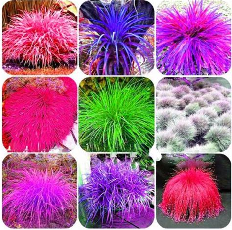 200 Pcs Blue Fescue Grass Seeds OutletTrends.com Free Shipping Up to 70 ...