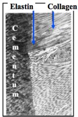 Periodontium histo Flashcards - Cram.com