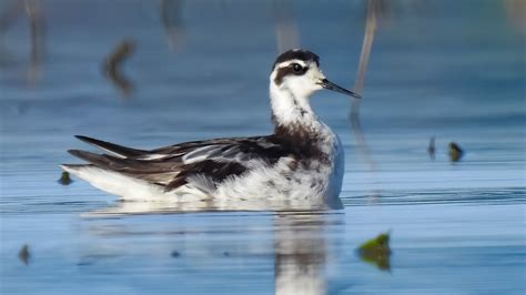 Red-necked Phalarope / Migration Bird /Koko Cambodia / Bird Photography ...