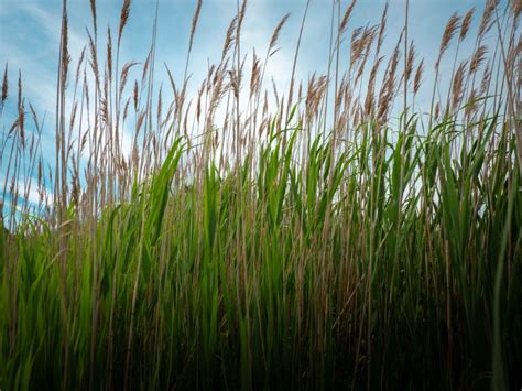 Common Reed Grass: How To Kill Reeds In The Lawn