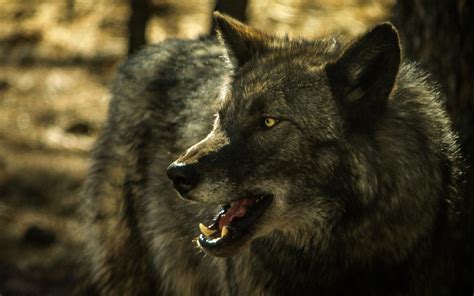 Night | Wolves Of Yellowstone Wiki | Fandom