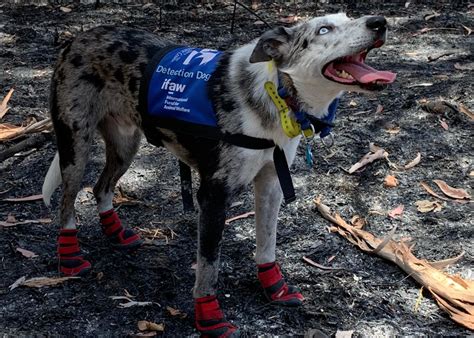 Meet Bear-The Koala Saving Dog - SnowBrains