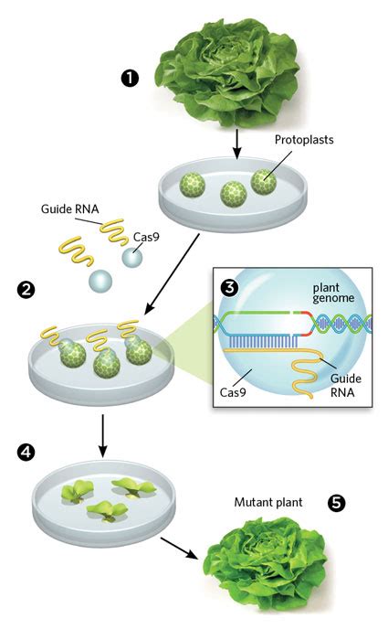 Gene Editing Without Foreign DNA | The Scientist Magazine®