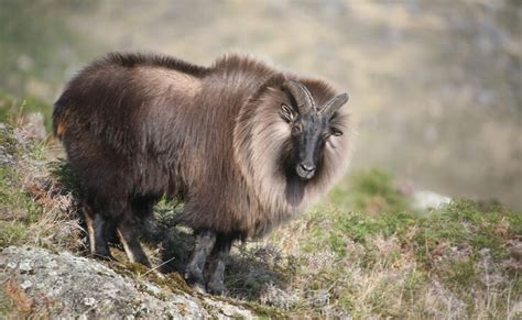 A Look at the Exotic Animals of the Himalayas.