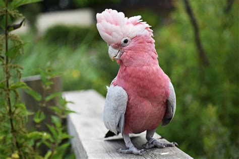 Cockatoo Pictures - AZ Animals