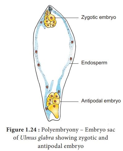 The best example of Polyembryony is / बहुभ्रूणता का सर्वोत्तम उदाहरण है - Biology