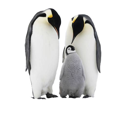 Emperor Penguin Chick PNG Free Download - PNG All | PNG All