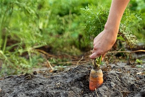 Harvesting your Carrots - Food Gardening Network