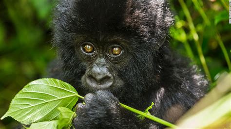 Mountain Gorillas in Virunga - virunga gorillas, congo gorillas