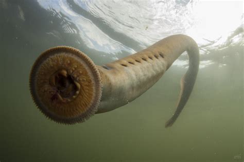 Sea Lamprey HD Background Wallpaper 79053 - Baltana