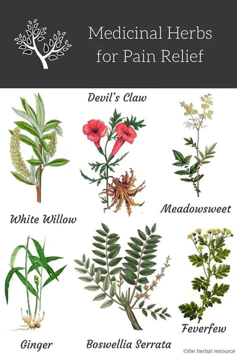 Herbs for Pain Relief - Uses and Benefits