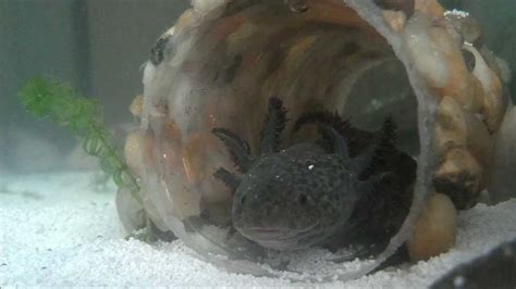 Axolotl Yawn - YouTube