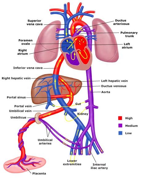 175 best images about Anatomy Of The Cardiac System/Respiratory System ...