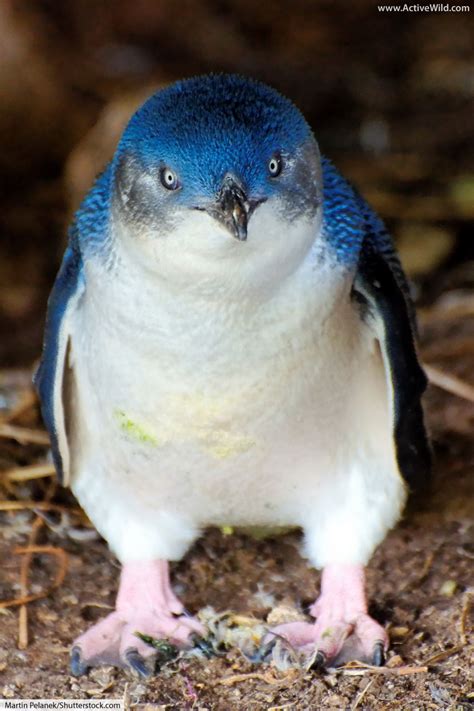 Little Penguin Facts, Pictures, Video & Info: Smallest Penguin In The World