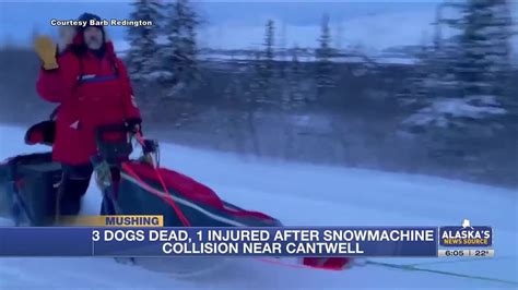 3 sled dogs dead after team hit by snowmachiner on Denali Highway - YouTube