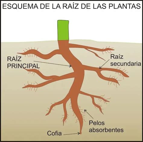 Raíz De Una Planta: Que es, Función, Tipos E Importancia