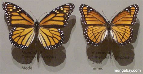 Mimicry and Camouflage in the Rainforest