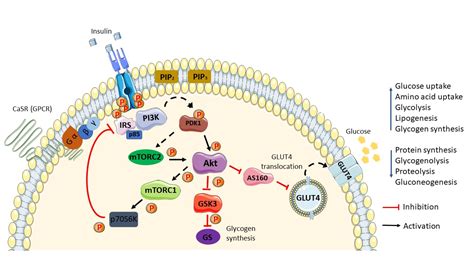 Insulin Signaling Pathway