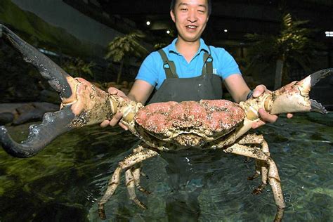 Giant Tasmanian king crab gets claws into new home | Express & Star