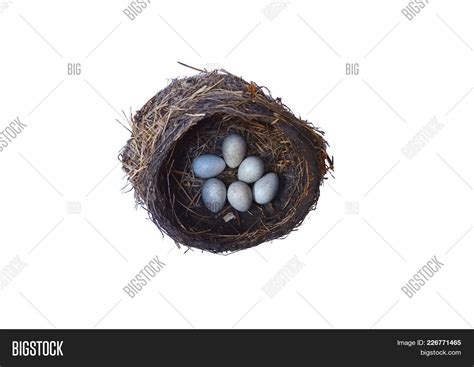 Eggs Fieldfare Bird Image & Photo (Free Trial) | Bigstock