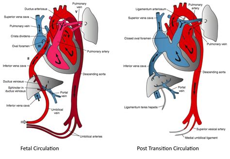 Schematic Diagram Of Fetal Circulation - Image to u