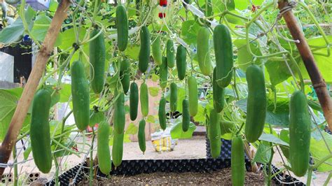 How to grow Cucumbers vertically, extremely lots of fruit, Growing ...