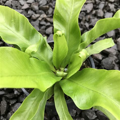 Asplenium nidus 'Antiquum' - Bird's Nest Fern (4.5" Pot) | Little Prince To Go