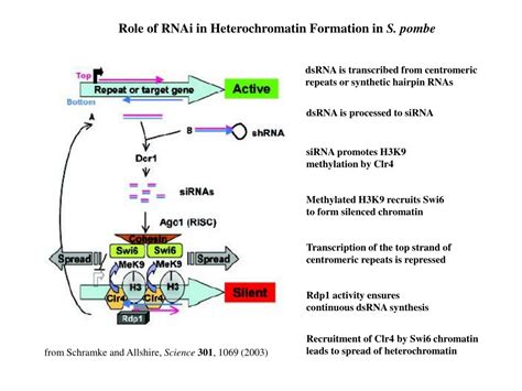 PPT - Heterochromatin PowerPoint Presentation, free download - ID:9368553