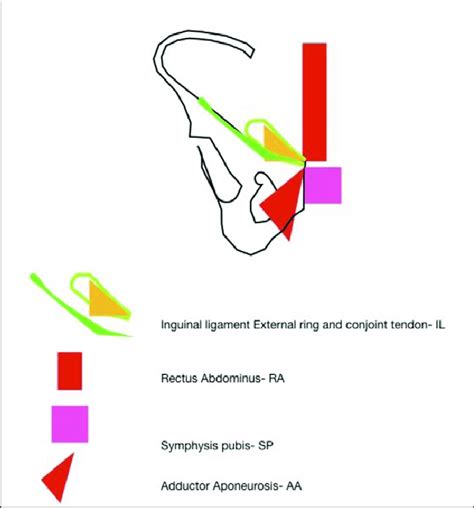 Structures attached to the pubic tubercle. | Download Scientific Diagram