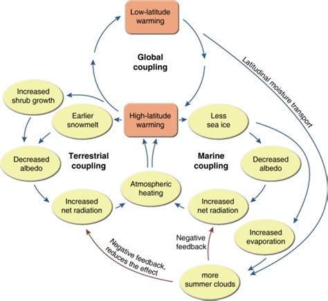 Climate feedbacks-The connectivity of the positive ice/snow albedo feedback, terrestrial snow ...