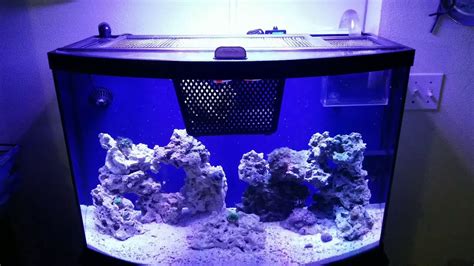 36 gallon bow front saltwater aquarium - YouTube