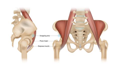 Anatomie : tout savoir sur le Psoas, muscle de l'âme!