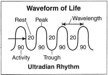 The Ultradian Rhythm - Deepstash