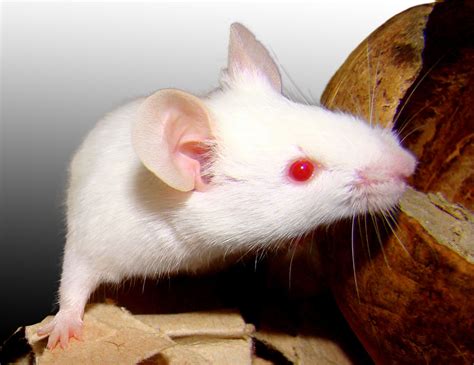 File:Mouse albino.jpg - Wikimedia Commons