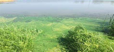 Blue-Green Algae (Cyanophyta) | Lake Weed Identifications
