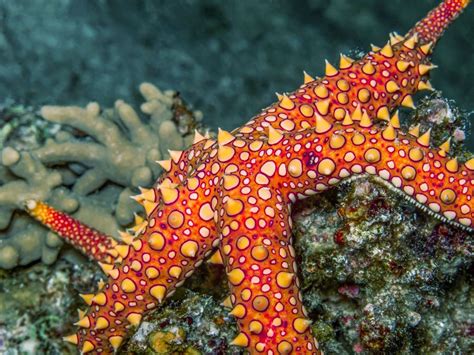 The striking beauty of the Red Sea coral reefs