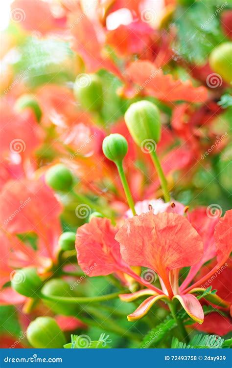 Delonix Regia Flower, Nature, Vertical Stock Photo - Image of vertical, beauty: 72493758