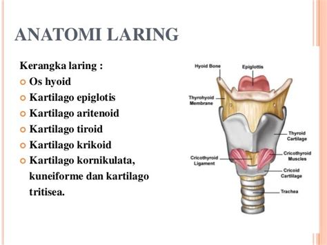 3. laring