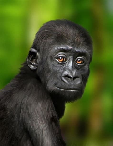 Western Lowland Gorilla Baby Digital Art by Julie L Hoddinott - Fine ...