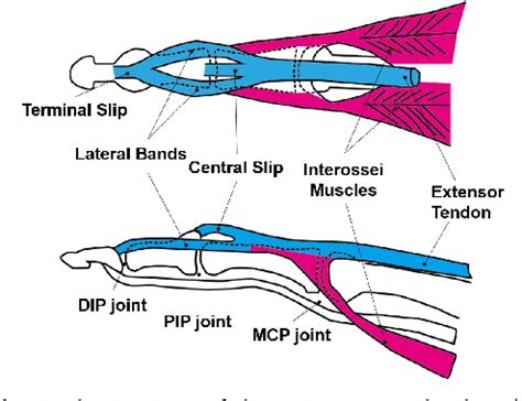 Figure 1 from Development of a Biomimetic Extensor Mechanism for ...