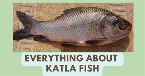 Katla Fish | Katla in English | Catla Benefits | Telugu, Bengali Names – The Global Statistics