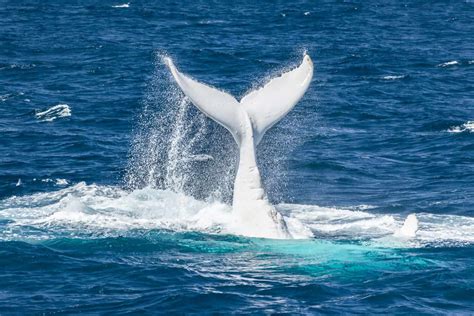 Migaloo - The White Whale - Sarah Gower Photography