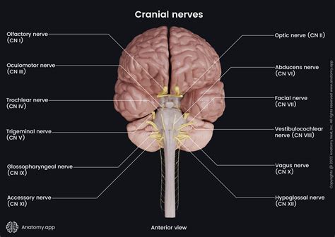 Cranial Nerves Brainstem Model